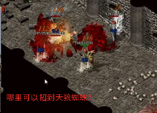 哪里可以招到天狼蜘蛛? 哪里可以招到天狼蜘蛛?