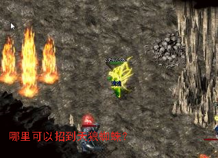 哪里可以招到天狼蜘蛛? 哪里可以招到天狼蜘蛛?