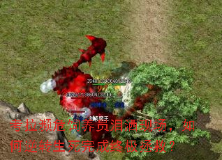 考拉濒危饲养员泪洒现场,如何逆转生死完成终极拯救? 考拉濒危饲养员泪洒现场,如何逆转生死完成终极拯救?